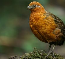Cali recibirá el Cóndor de los Andes en la Feria Sudamericana de Asunción