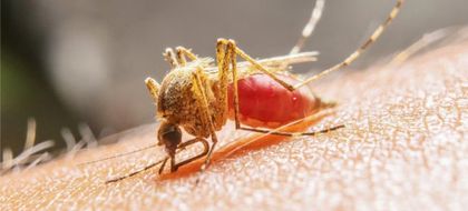 Imagen de Alerta en Chocó por fiebre amarilla: hay sospecha de nueve casos