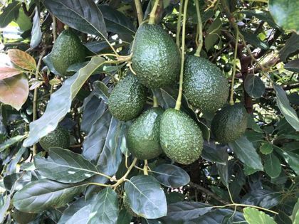 Imagen de  Desde Abejorral salió el primer contenedor de aguacates de Antioquia hacia China