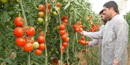 Imagen de  Campesinos de El Santuario, los beneficiados con la convocatoria Alianzas Productivas de MinAgricultura