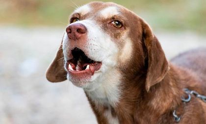 por que mi perro ladra a la hora de dormir