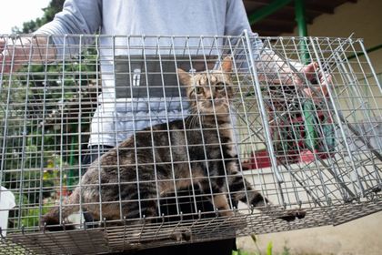 Imagen de  Más de 400 gatos ferales fueron esterilizados en el Valle de Aburrá en 2024 y 2025 para disminuir depredación de fauna silvestre